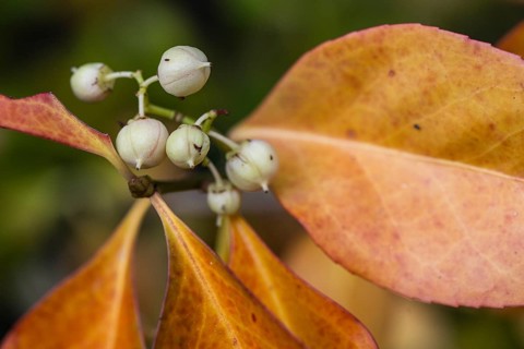 Climbing spindle bush (Euonymus fortunei), Speyer, Rhineland-Palatinate, Germany, Europe