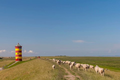 Pilsum lighthouse, flock of sheep, dyke sheep, Pilsum, East Frisia, Lower Saxony, Germany, Europe