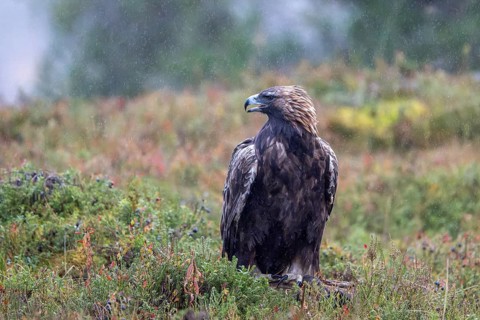 Golden eagle (Aquila chrysaetos), sitting in autumn meadow in the rain, Oulanka National Park,