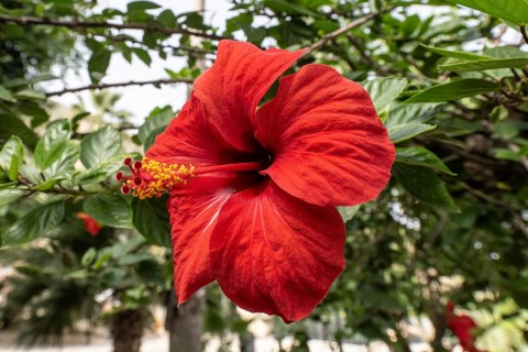 Hibiscus (Hibiscus rosa-sinensis), Sicily, Italy, Europe