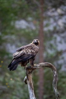Golden eagle (Aquila chrysaetos), sitting on a branch, Oulanka National Park, Kuusamo, Lapland,