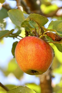 Ripe red apple hanging ready for harvest on a tree in front of a blue sky, fruit tree, orchard,