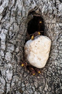 Hornets (Vespa crabro) at their den in the olive tree, Sicily, Italy, Europe
