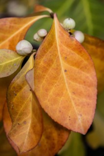 Climbing spindle bush (Euonymus fortunei), Speyer, Rhineland-Palatinate, Germany, Europe
