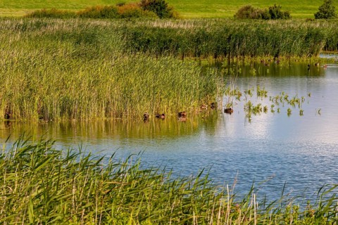 Leyhörn nature reserve, North Sea coast, Krummhörn, East Frisia, Lower Saxony, Germany, Europe