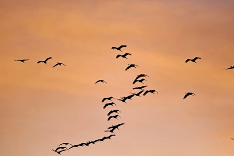 Flock of birds flying in the orange-coloured evening sky, cranes, Müritz, Müritz National Park,
