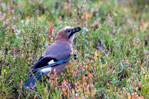 Eurasian jay (Garrulus glandarius), with bilberry in its beak, Oulanka National Park, Kuusamo,