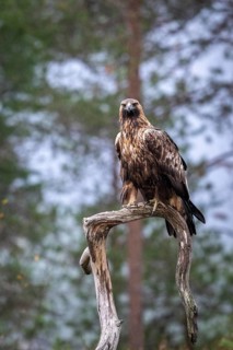 Golden eagle (Aquila chrysaetos), sitting on a branch, Oulanka National Park, Kuusamo, Lapland,