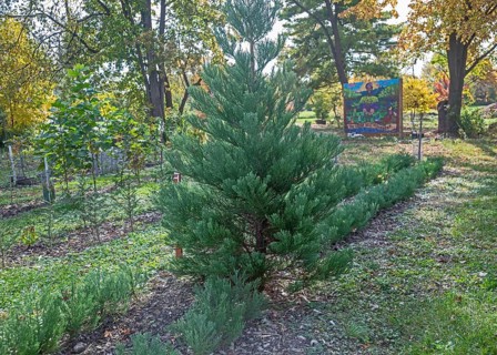 Detroit, Michigan, A giant sequoia tree (Sequoiadendron giganteum) growing at Arboretum Detroit,