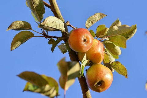Ripe red apples hanging ready for harvest on a tree in front of a blue sky, fruit tree, orchard,