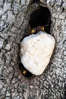 Hornets (Vespa crabro) at their den in the olive tree, Sicily, Italy, Europe