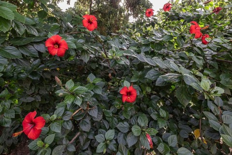 Hibiscus (Hibiscus rosa-sinensis), Sicily, Italy, Europe