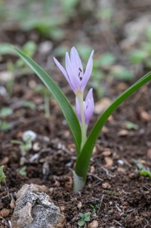 Colchicum cupanii (Colchicum cupanii), Sicily, Italy, Europe
