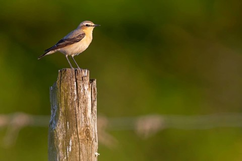 Wheatear, (Oenanthe oenanthe), songbird, bird of the flycatcher family, Bad Dürkheim district,