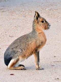Pampas hare, (Dolichotis patagonum), Mara, subfamily of guinea pigs, rodents, Argentina, South