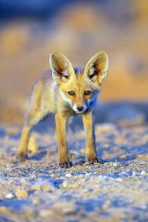 Arabian red fox, (Vulpes vulpes arabica), young animal, foraging, biotope, pup, Jabal Samhan,