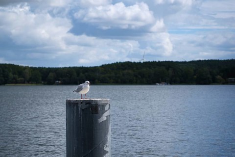 Möwe am Scharmützelsee, Wendisch-Rietz, Brandenburg, Germany, Europe
