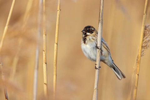 Reed bunting, reed sparrow, sparrow family, (Emberiza schoeniclus), perching station, Hockenheim,