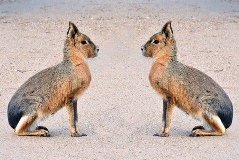 Pampas hare, (Dolichotis patagonum), Mara, subfamily of guinea pigs, rodents, montage, Argentina,