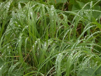 Raindrops on grass, Norway, Troms, Tromsö, Tromsø, weather, raindrops, water drops, plants, grass,