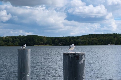 Seagulls at Scharmützelsee, Wendisch-Rietz, Brandenburg, Germany, Europe