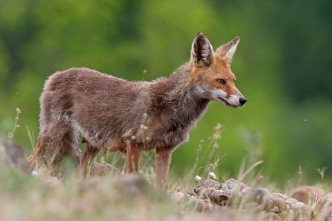 Arabian red fox (Vulpes vulpes arabica), young animal, foraging, biotope, Rhodope Mountains,