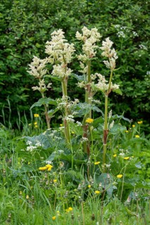 Flowering rhubarb, (Rheum rhabarbarum), plant, food, flowers, Tromsø, Troms, Norway, Europe