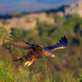 Golden Eagle, (Aquila chrysaetos), bird of prey, family of hawk-like birds, flight, biotope,
