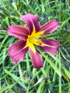 Blooming Orange day-lily, (Hemerocallis fulva), plant, flower, flowers, lily, lilies, Hamburg,
