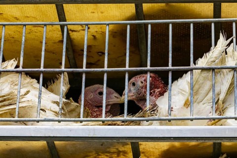 Close up on two white turkeys face in a metal cage in the transport truck, livestock and