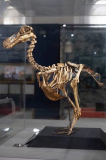 Dodo or drone, more rarely doudo or dudu (Raphus cucullatus), skeleton, extinct 17th century,