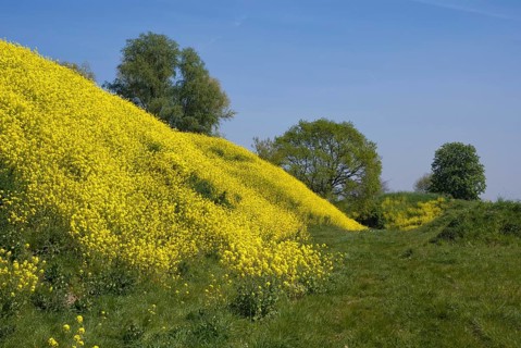 A with rapeseed overgrown hill on the Altena fortress near the Dutch village Werkendam