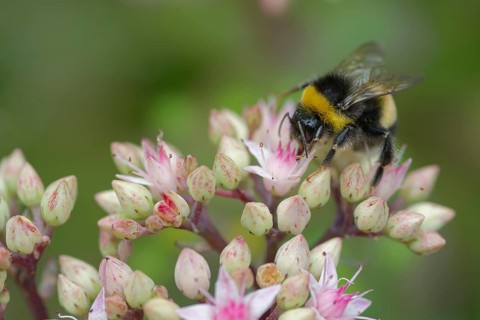 Bumblebee on stonecrop, Schwäbisch Hall, Hohenlohe, Heilbronn-Franken, Baden-Württemberg, Germany,