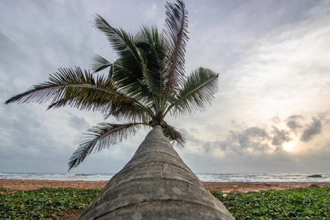 Landscape by the sea and sandy beach. A palm tree juts into the picture and adds a special touch to