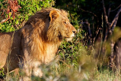 Male lion in the bushes standing and watching