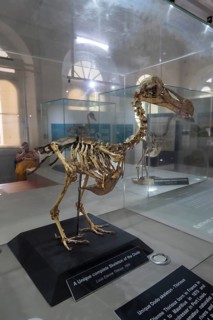 Dodo or drone, more rarely doudo or dudu (Raphus cucullatus), skeleton, extinct 17th century,