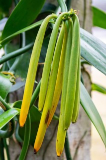 Vanilla (Vanilla), Indian Ocean, Island, Mauritius, Africa