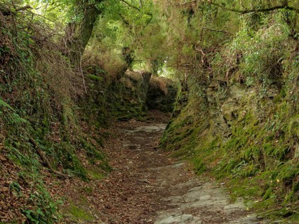 Camino track through lush green vegetation, Montan, Galicia, Spain, Europe