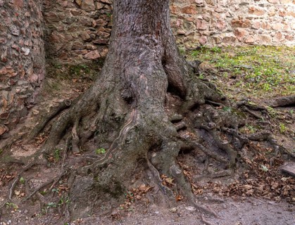 Roots from a tree in the courtyard of Auerbach Castle on the Bergstrasse, Bensheim, Hesse, Germany,