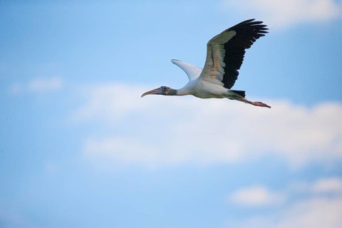 Forest stork (Mycteria americana) Pantanal Brazil