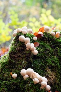 Pear russula (Apioperdon pyriforme), many fruiting bodies on tree stump with moss, Velbert, North