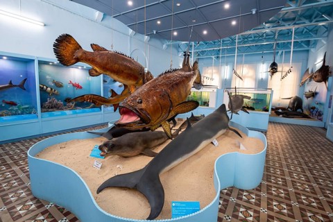 Exhibition, Natural History Museum, Mauritius Institute, Port Louis, Indian Ocean, Island,