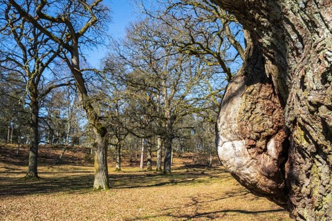 Old Oak tree with a burl in a park at spring