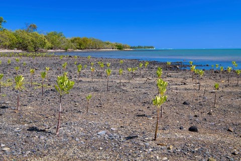 Young mangroves (Rhizophora), planting, coastal protection, Le Morne Brabant, Indian Ocean, island,