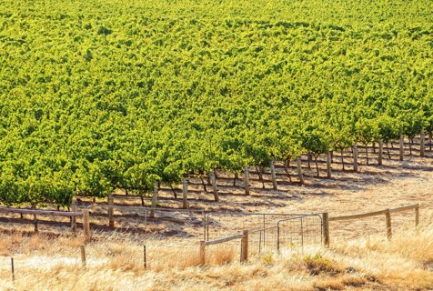 Rows of grapevines in the Barossa Valley, SA, Australia, Oceania