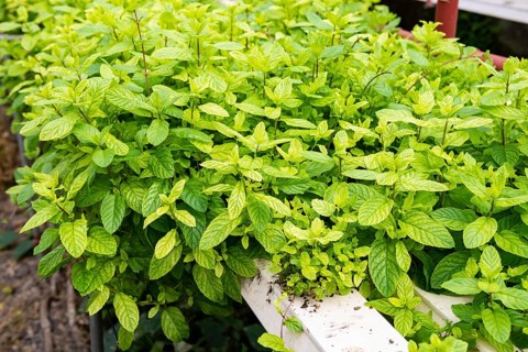 Mint in aquaculture, Indian Ocean, island, Mauritius, Africa