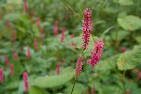 Candle knotweed (Bistorta amplexicaulis), park, city park, Schwäbisch Hall. Hohenlohe,