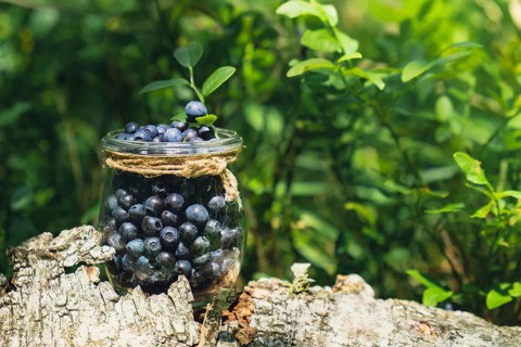 Close-up of Blueberries in the forest with green leaves. Country life gardening eco friendly living