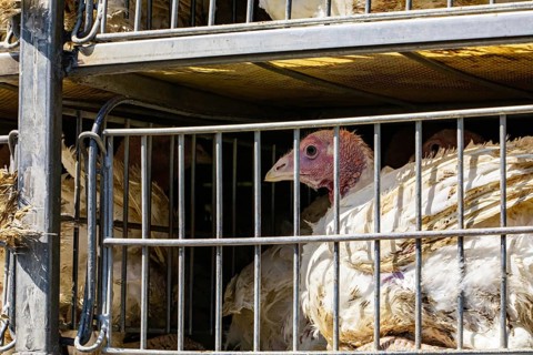 Close up on dirty white turkey in a cage in the transport truck, bad conditions, and inhumane