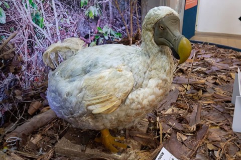 Dodo or drone, more rarely doudo or dudu (Raphus cucullatus), extinct 17th century, national bird,
